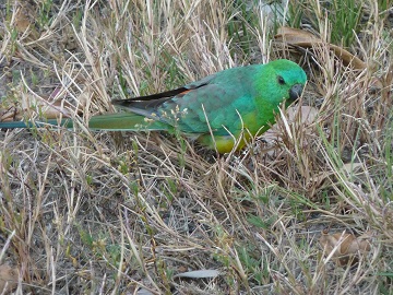 Grass Parrot